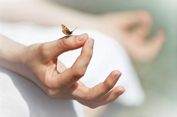A person's hand with a butterfly, showing How to Make Meditation a Daily Habit.