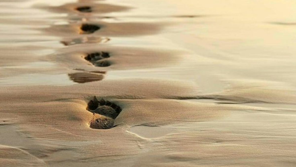 Fresh footsteps in the sand on a vast, empty beach.